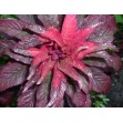 503080-amaranthus-tricolor-early-splendor