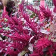 503140-amaranthus-cruentus-kerala-red-cathedral
