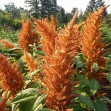 503150-amaranthus-caudatus-kupferberg-golden-giant