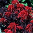 503165-amaranthus-bicolor-molten-fire