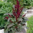 503200-amaranthus-hypochondriacus-pygmy-torch