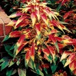 503450-amaranthus-tricolor-perfecta