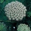 503500-ammi-majus