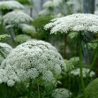 503520-ammi-visnaga