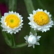 503550-ammobium-alatum-grandiflorum