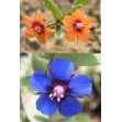503800-anagallis-arvensis-mixed