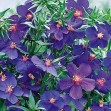 503960-anagallis-foemina