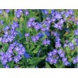504000-anchusa-capensis-blue-angel