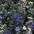 504100-anchusa-capensis-dwarf-mixed