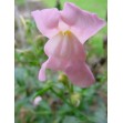 504410-antirrhinum-majus-maximum-apple-blossom