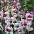 504425-antirrhinum-majus-maximum-lucky-lips