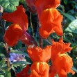 504430-antirrhinum-majus-maximum-orange-wonder