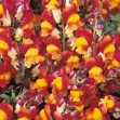 504435-antirrhinum-majus-maximum-rembrandt