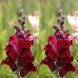 504436-antirrhinum-majus-maximum-ruby-red