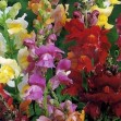 504437-antirrhinum-majus-maximum-snappy-tongue