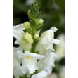 504440-antirrhinum-majus-maximum-snowflake
