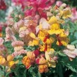 504530-antirrhinum-majus-nanum-candyman-torbay-rock-bizarre-mixed