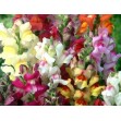 504532-antirrhinum-majus-nanum-circus-clowns