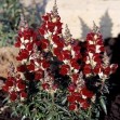 504600-antirrhinum-majus-nanum-night-and-day