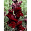 504660-antirrhinum-majus-nanum-black-prince