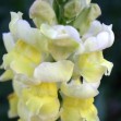 504770-antirrhinum-majus-pumilum-kimosy-sulphur-yellow