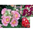 504840-antirrhinum-majus-nanum-sachmo