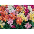 504860-antirrhinum-majus-pumilum-tom-thumb