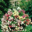 504900-antirrhinum-pendula-multiflorum-lampion-f1