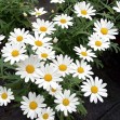 505470-argyranthemum-frutescens