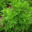 505500-artemisia-annua