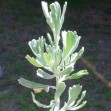 505505-artemisia-tridentata-nova
