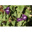 505700-asarina-scandens-blue-tints-joan-loraine