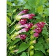 505800-asarina-wislizensis-red-dragon