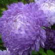 506250-aster-chinensis-duchess-blue-ice