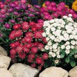 506600-aster-chinensis-pinocchio