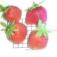 830750-het-duitse-winnertje-aardbei-sieger