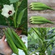 204550-okra-clemson-spineless