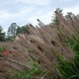 674900-pennisetum-alopecuroides