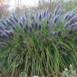 674905-pennisetum-alopecuroides-black-beauty