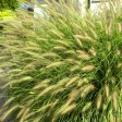 674907-pennisetum-alopecuroides-gelbstiel