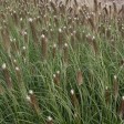 674910-pennisetum-alopecuroides-japonicum