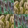 674920-pennisetum-alopecuroides-paul-giant