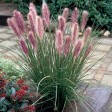 674930-pennisetum-alopecuroides-red-head