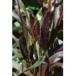 674950-pennisetum-glaucum-purple-majesty-f1