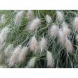 675050-pennisetum-villosum
