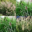 675070-pennisetum-ton-waard-mix