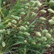 675200-phalaris-canariensis