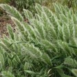 675400-polypogon-monspeliensis
