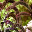 675910-setaria-italica-red-jewel
