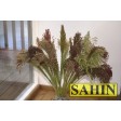 676340-sorghum-bicolor-mixed-colors